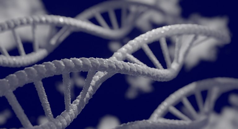 Branches d'ADN
